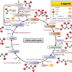 Pogil glycolysis and the krebs cycle