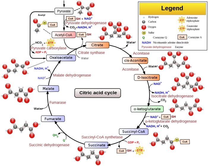 Pogil glycolysis and the krebs cycle