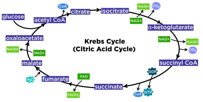 Pogil glycolysis and the krebs cycle