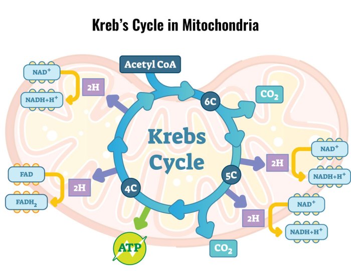 Pogil glycolysis and the krebs cycle