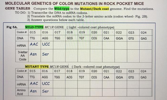 Molecular genetics of color mutations in rock pocket mice