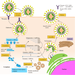 Select the three primary mechanisms by which antiviral medications work